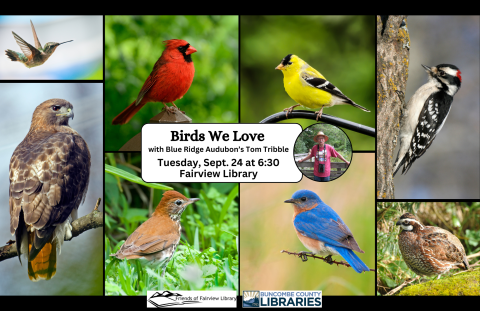 Images of 8 birds commonly seen in western NC