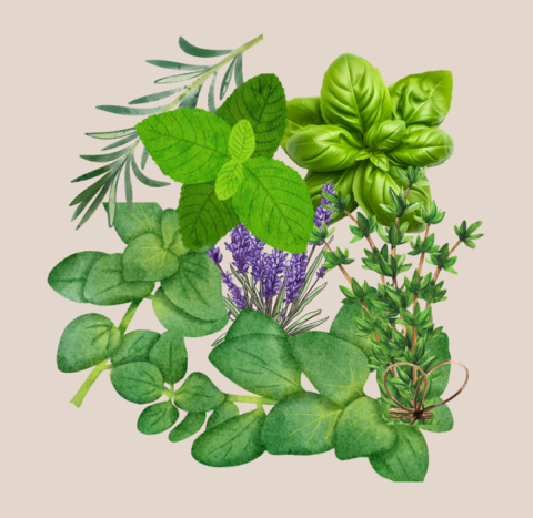 Color drawings of several different herbs overlapping each other, to form an approximate circle