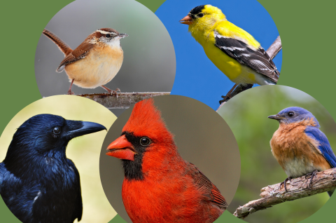 Individual photos of a crow, a male cardinal, a bluebird, a goldfinch and a carolina wren superimposed on a green background,