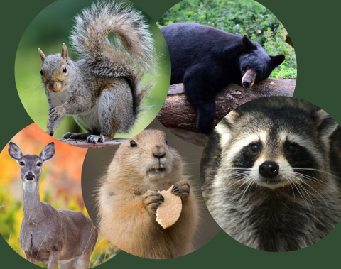 Individual photos of grey squirrel, black bear, white-tailed deer, groundhog, racoon superimposed on a green background.