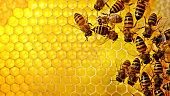 Bees in a Hive