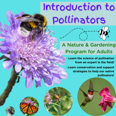 Pollinator flyer.  Displays several NC native pollinators & advertises the program.