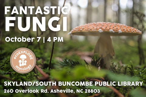 a large mushroom on the forest floor