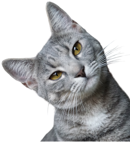 A grey cat with amber eyes looks at the viewer inquisitively, with its head tilted to the left. 