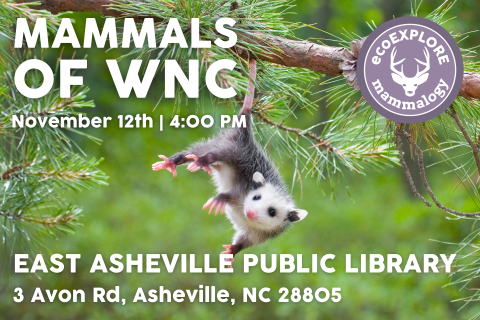 Photograph of young opossum looking at  camera hanging from branch of a green-needle pine tree as flyer background.  Text reads 'ecoEXPLORE presents Mammals of Western North Carolina at 4 P.M. on Wednesday November 12 at the East Asheville Public Library located at 3 Avon Road in Asheville North Carolina.'