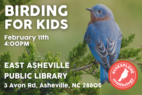 Photograph of Bluebird sitting on the branch of a fir tree.  Flyer text reads 'ExoEXPLORE presents Birding for Kids on Wednesday February 11th at 4 PM.  This event will be hosted at the East Asheville Public Library, located at 3 Avon Road in Asheville North Carolina'