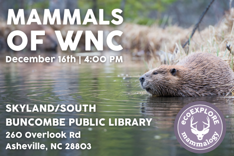 Mammals of Western North Carolina with the NC Arboretum through their ecoExplore program.