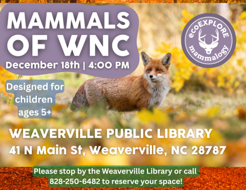 Photograph of fox fox in a field full of yellow wildflowers. Program information in white text on purple/gray and green background.