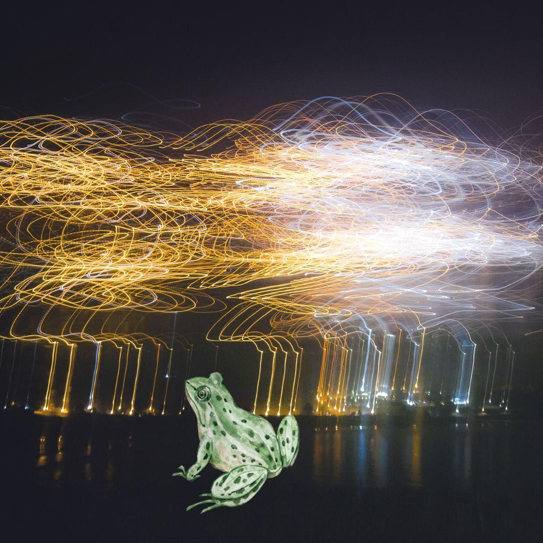 frog watching city lights