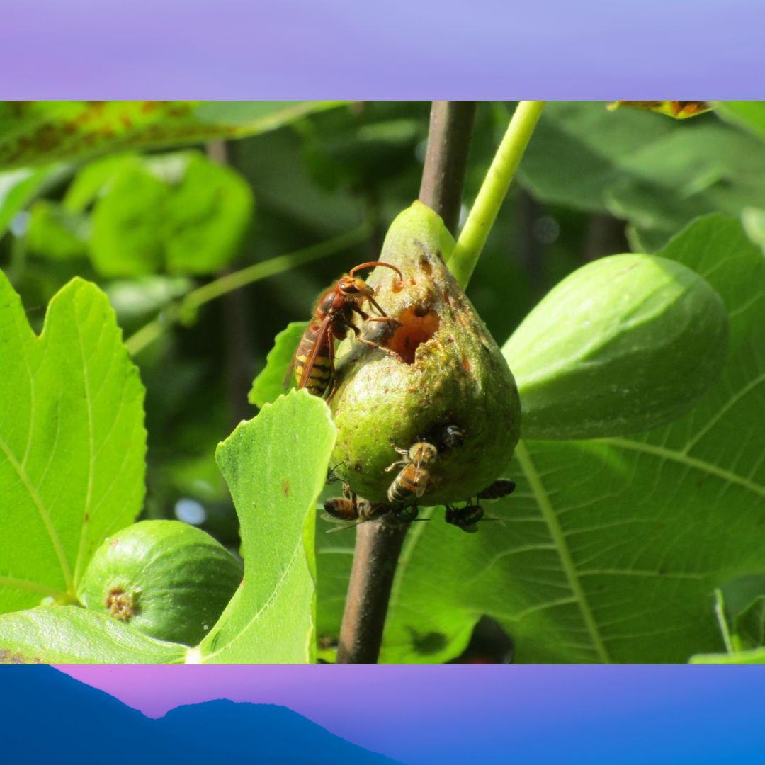 wasp burrowing into fig
