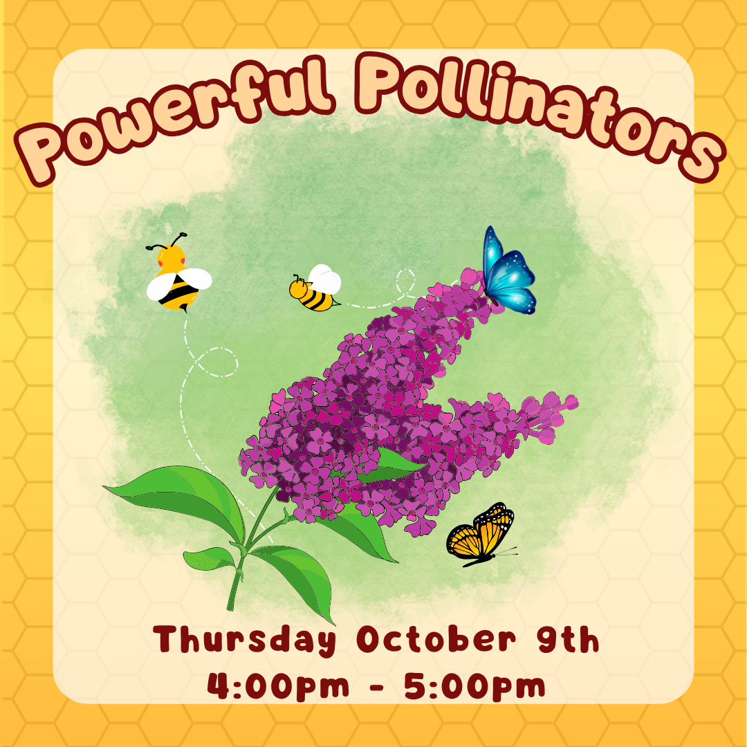 Bees and butterflies around a butterfly bush. 