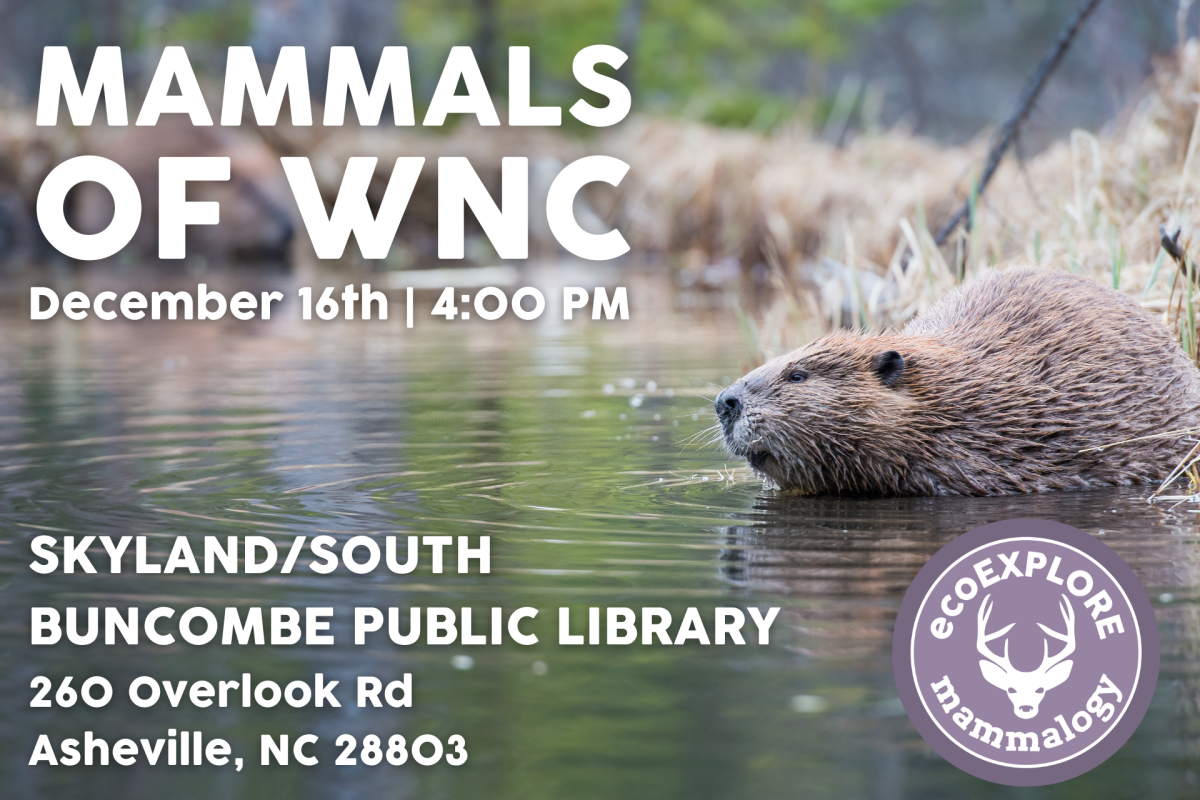 Mammals of Western North Carolina with the NC Arboretum through their ecoExplore program.